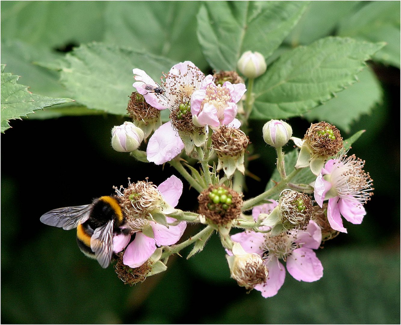 Blüte mit Doppelbesuch