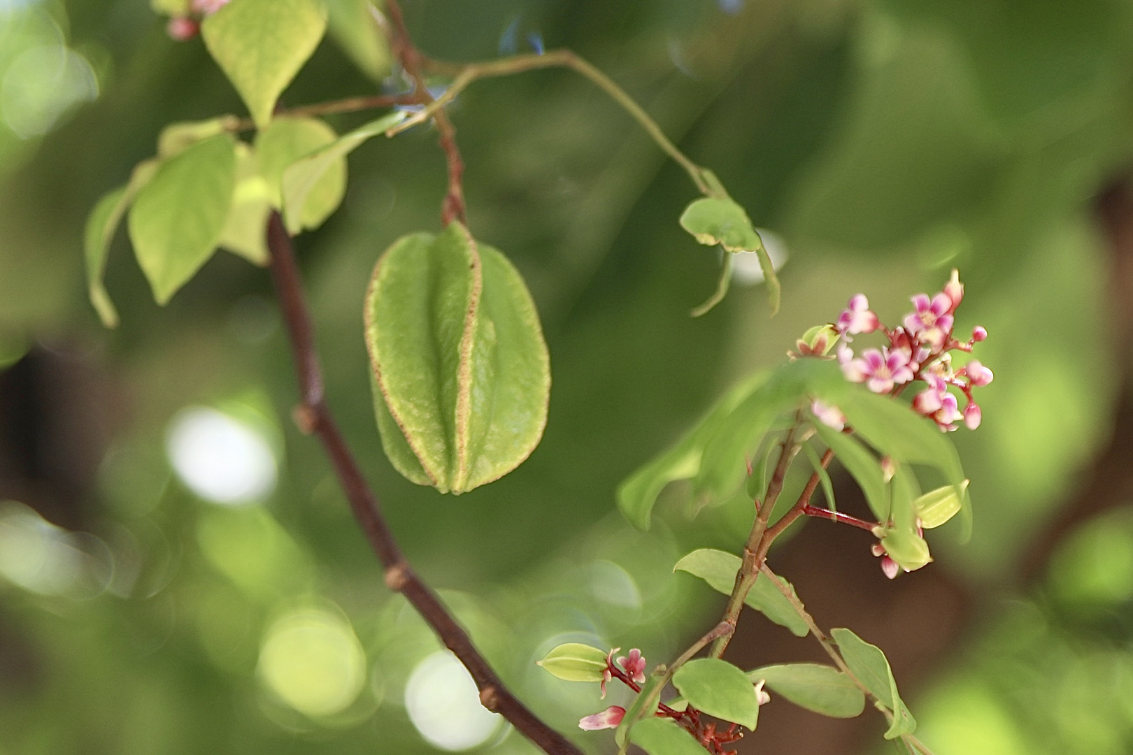 Blüte  mit einer Sternfrucht (I)