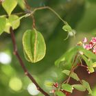 Blüte  mit einer Sternfrucht (I)