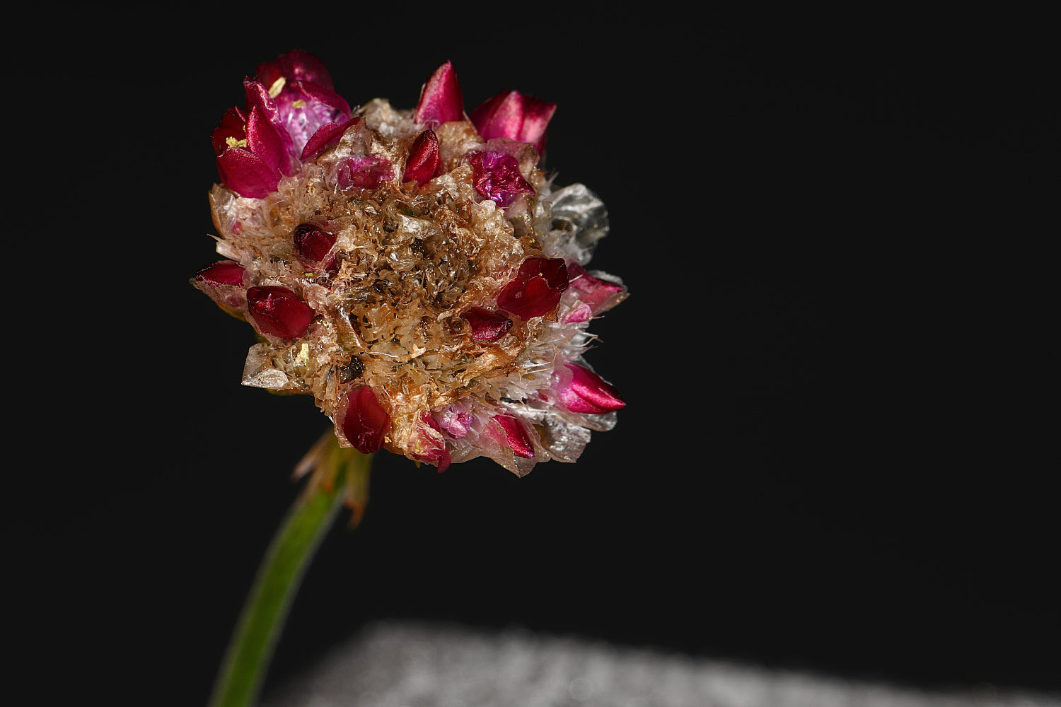 Blüte mit Eiskleid