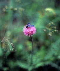 Blüte mit Falter