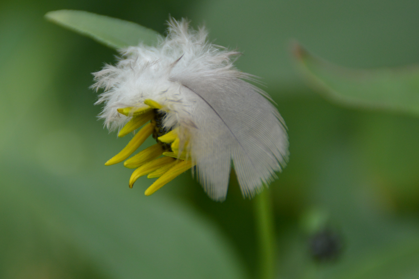  Blüte mit Feder