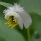  Blüte mit Feder