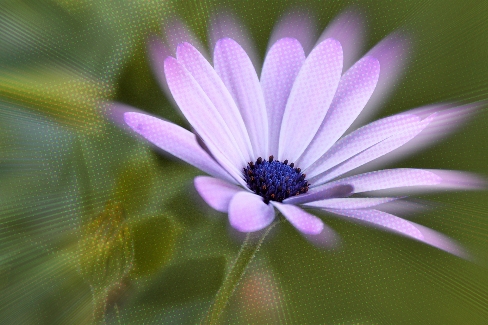 Blüte mit Filter bearbeitet