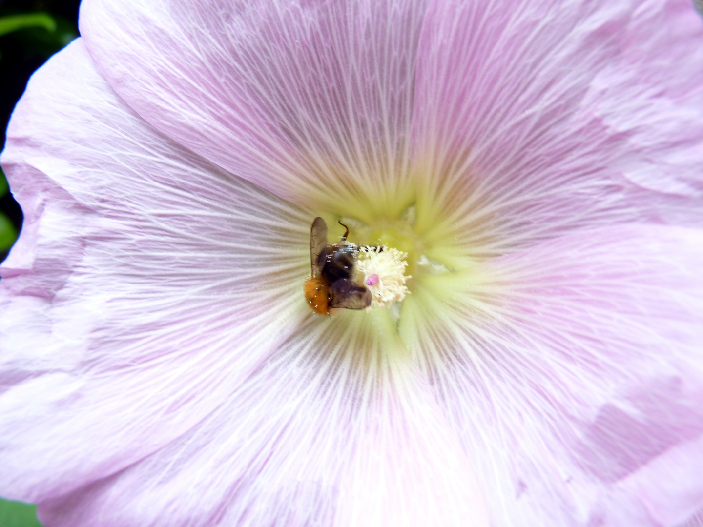 Blüte mit fleißiger Biene