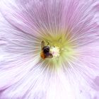 Blüte mit fleißiger Biene