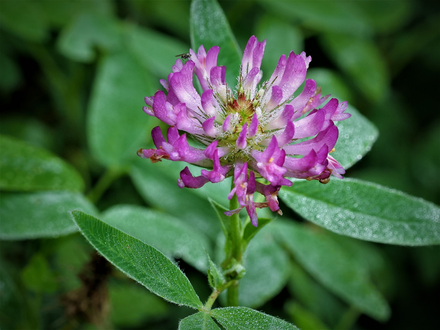 Blüte mit Fliege