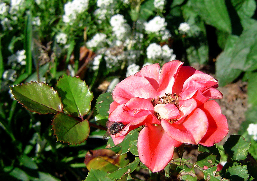 Blüte mit Fliege