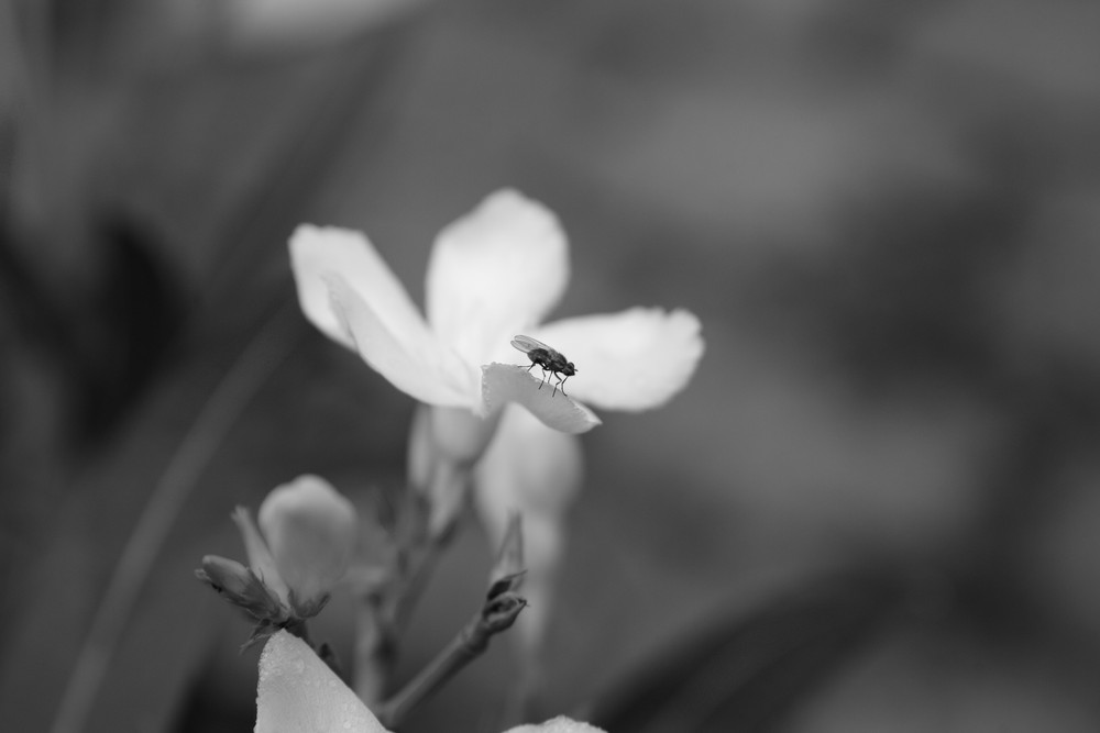 Blüte mit Fliege