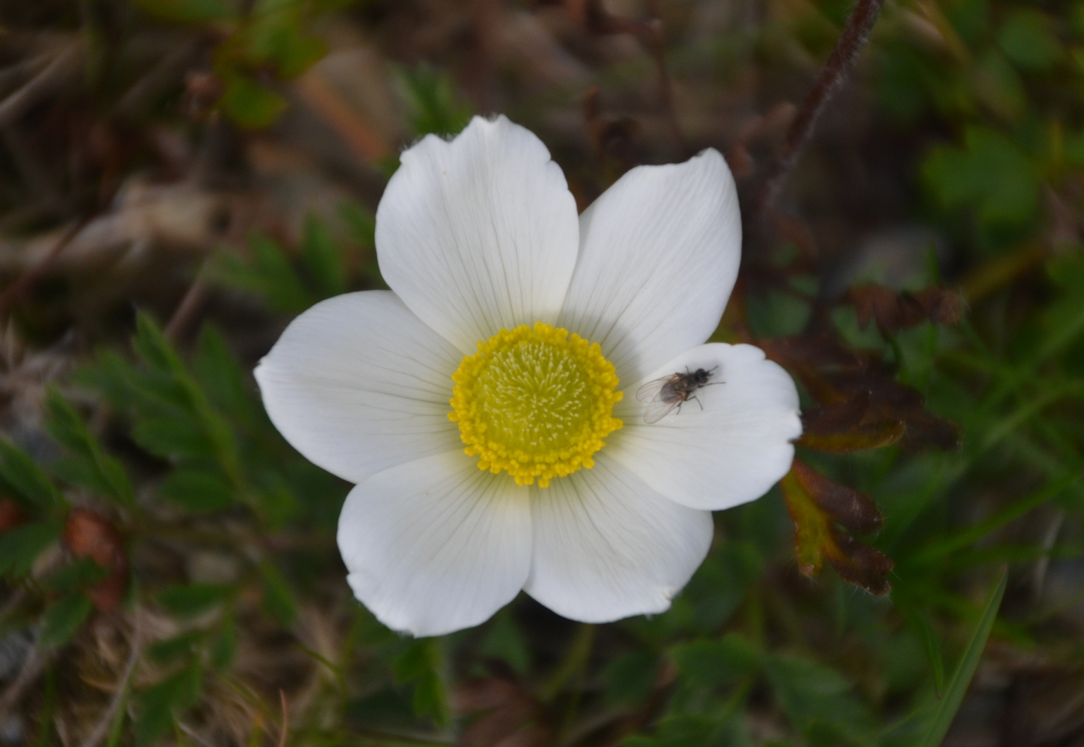 Blüte mit Fliege