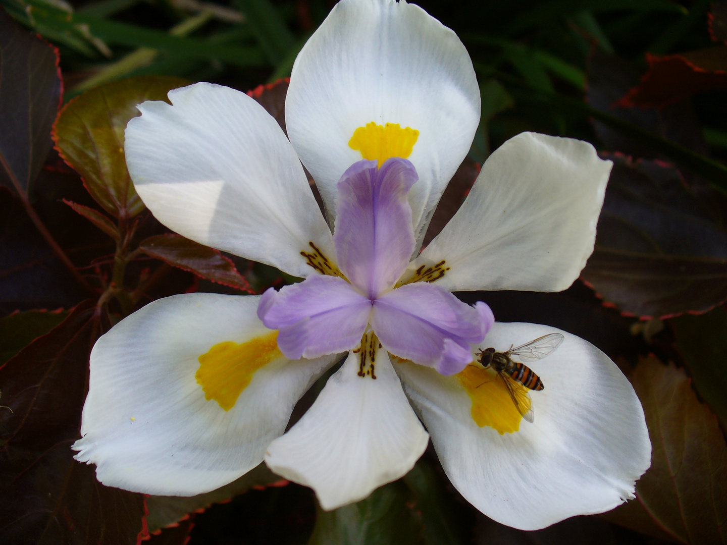 Blüte mit Fliege