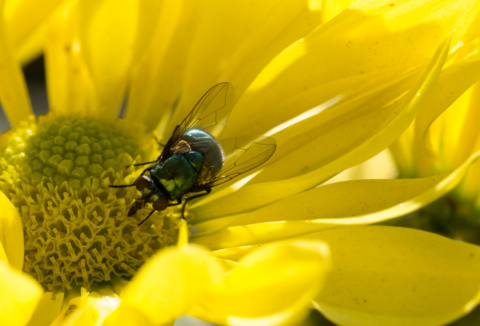 Blüte mit Fliege