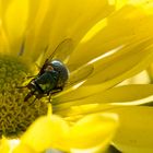 Blüte mit Fliege