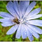 Blüte mit Fliege mit Regentropfen 