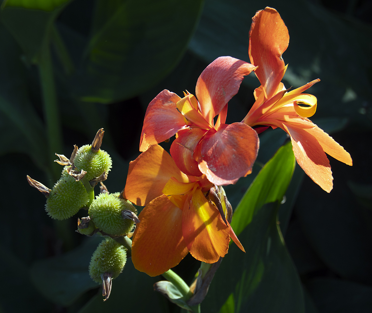 blüte mit frucht