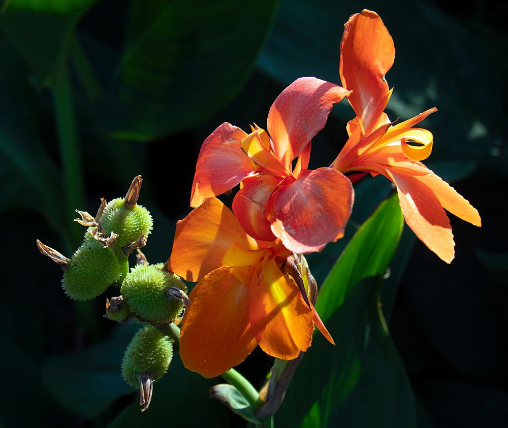 blüte mit frucht