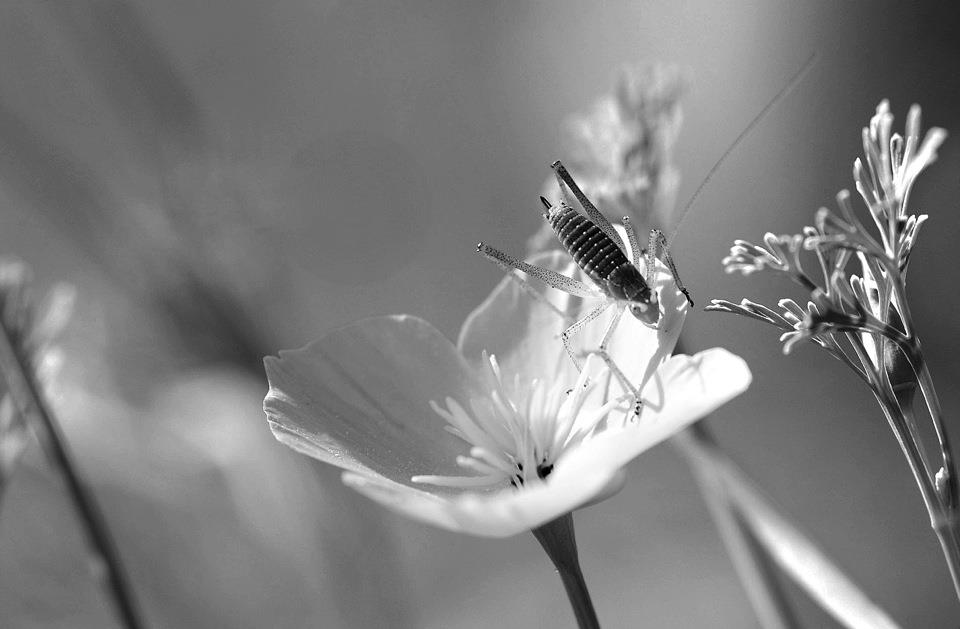 Blüte mit Gast