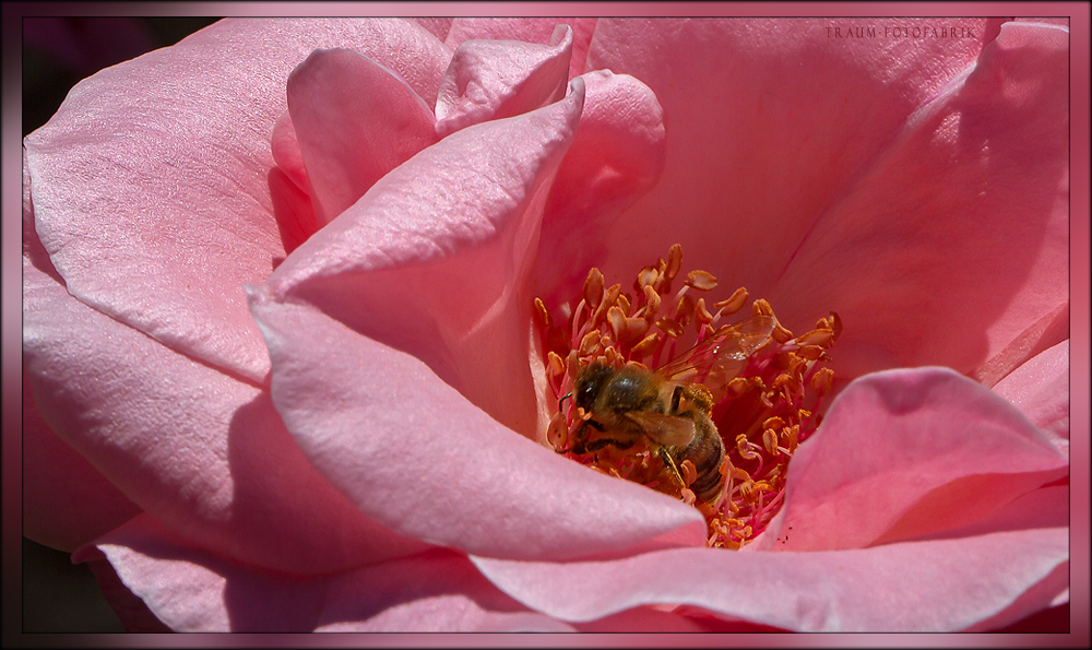 Blüte mit Gast