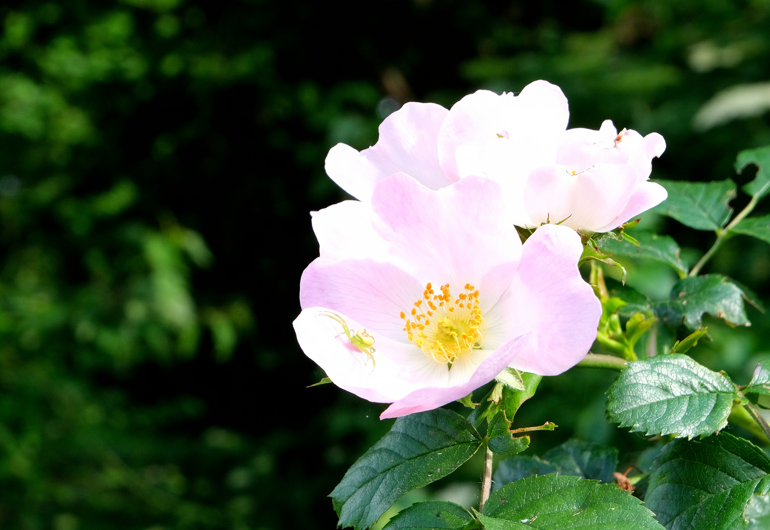 Blüte mit Gast