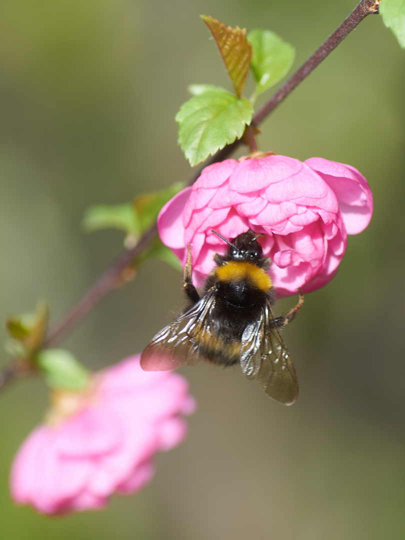 Blüte mit Gast