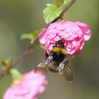 Blüte mit Gast