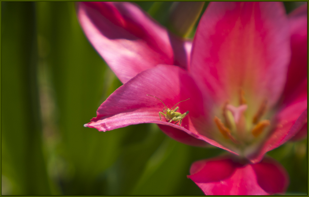 Blüte mit Gast