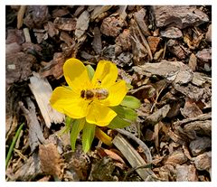 Blüte mit Gast