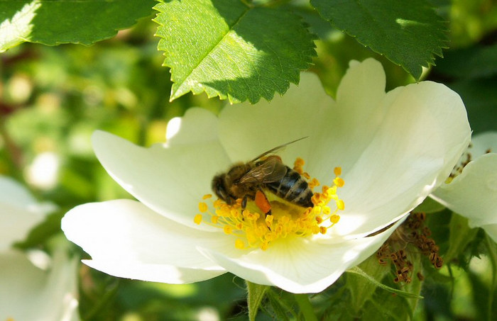 Blüte mit Gast