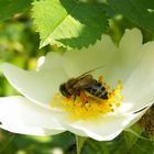 Blüte mit Gast