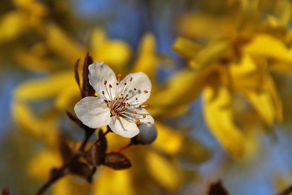 Blüte mit gelbem Hintergrund