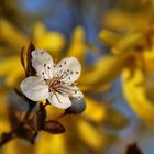 Blüte mit gelbem Hintergrund