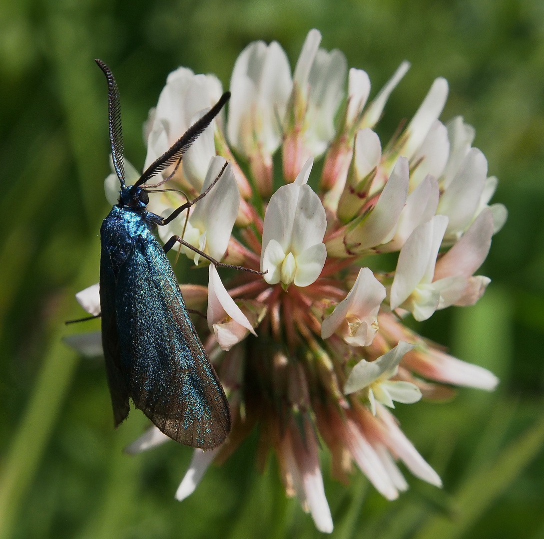 Blüte mit Grünwidderchen