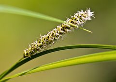 Blüte mit Halm