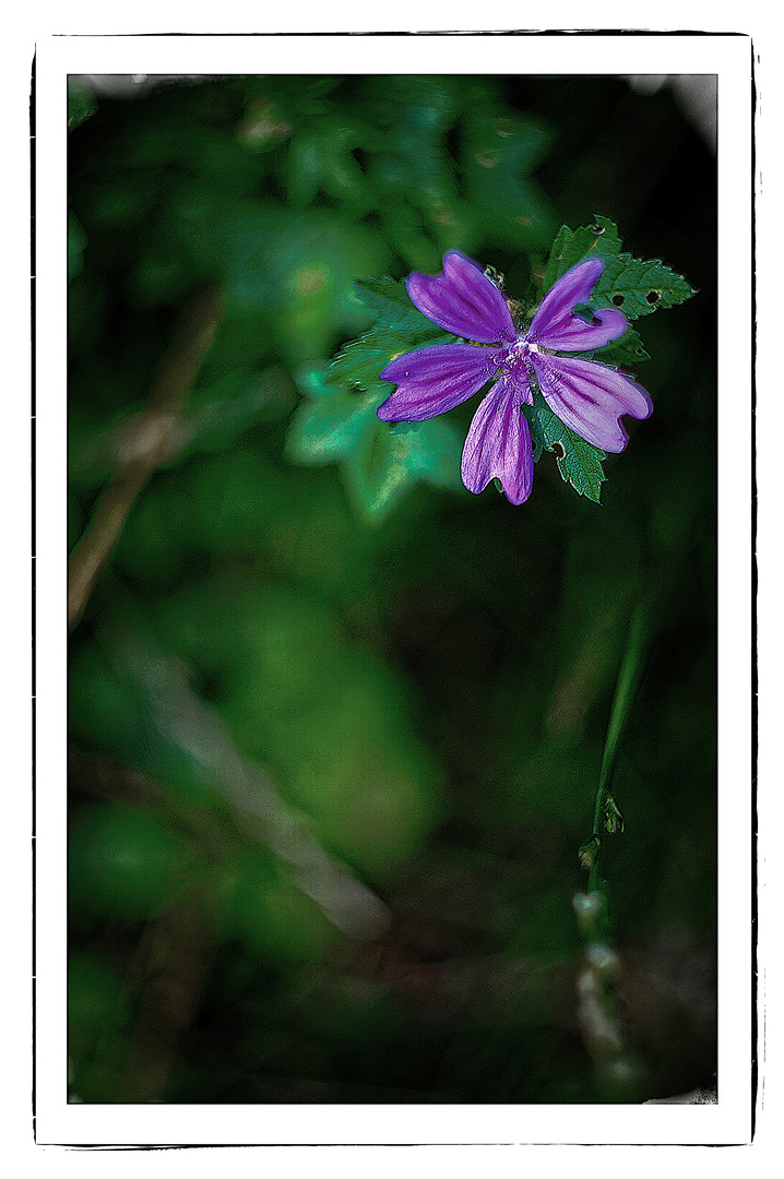 Blüte mit Helios-Objektiv