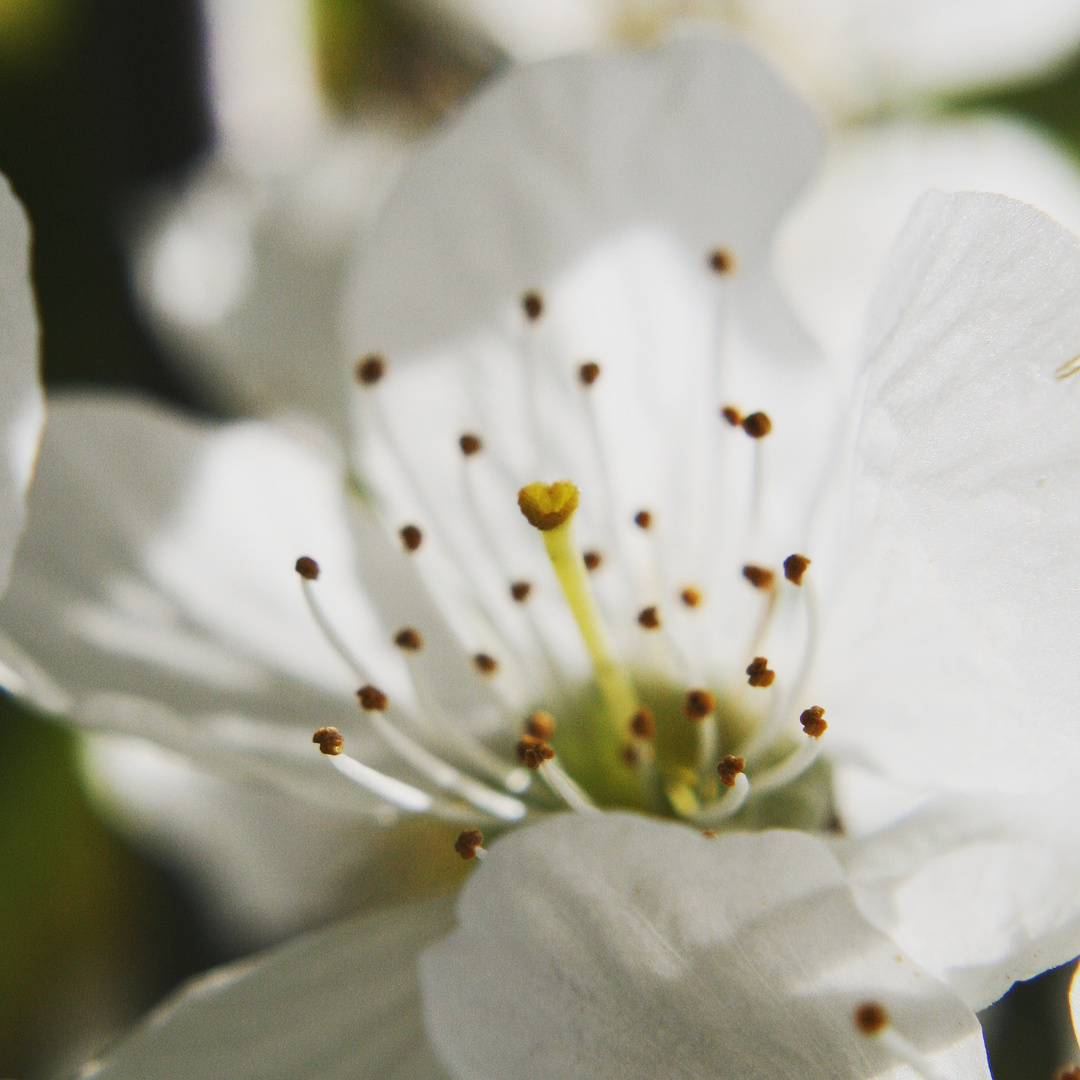 Blüte mit Herz