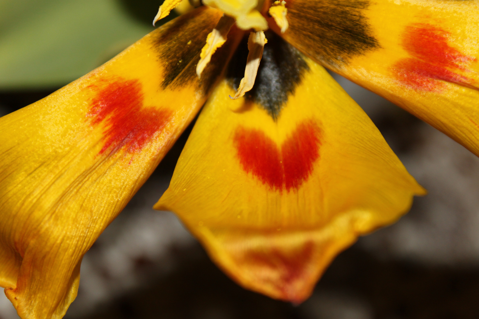 Blüte mit Herz