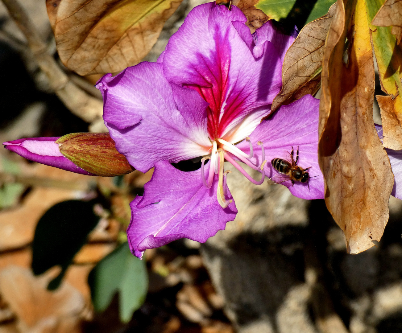 Blüte mit Honigbiene 