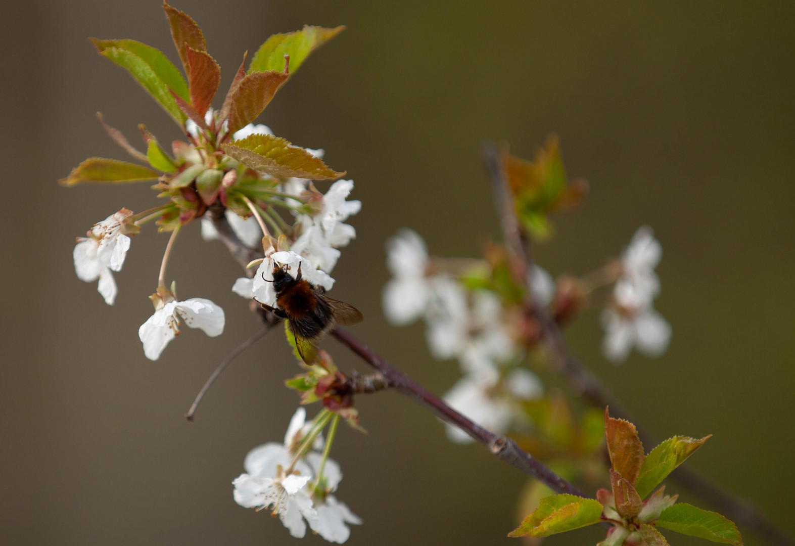 Blüte mit Hummel 2