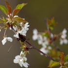 Blüte mit Hummel 2