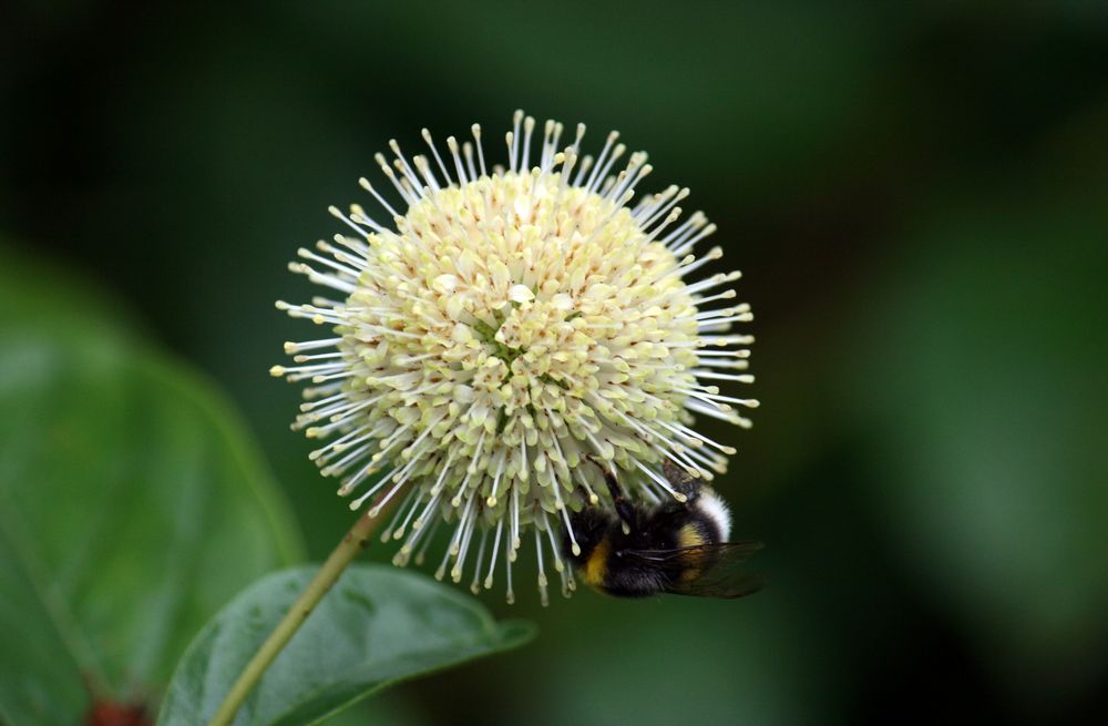 Blüte mit Hummel