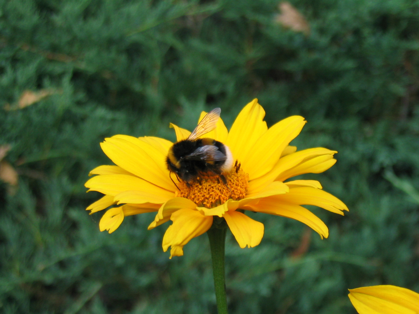 Blüte mit Hummel