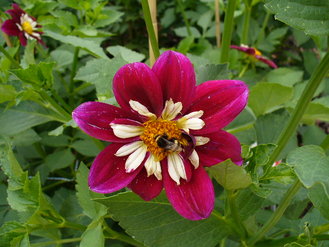 Blüte mit Hummel.