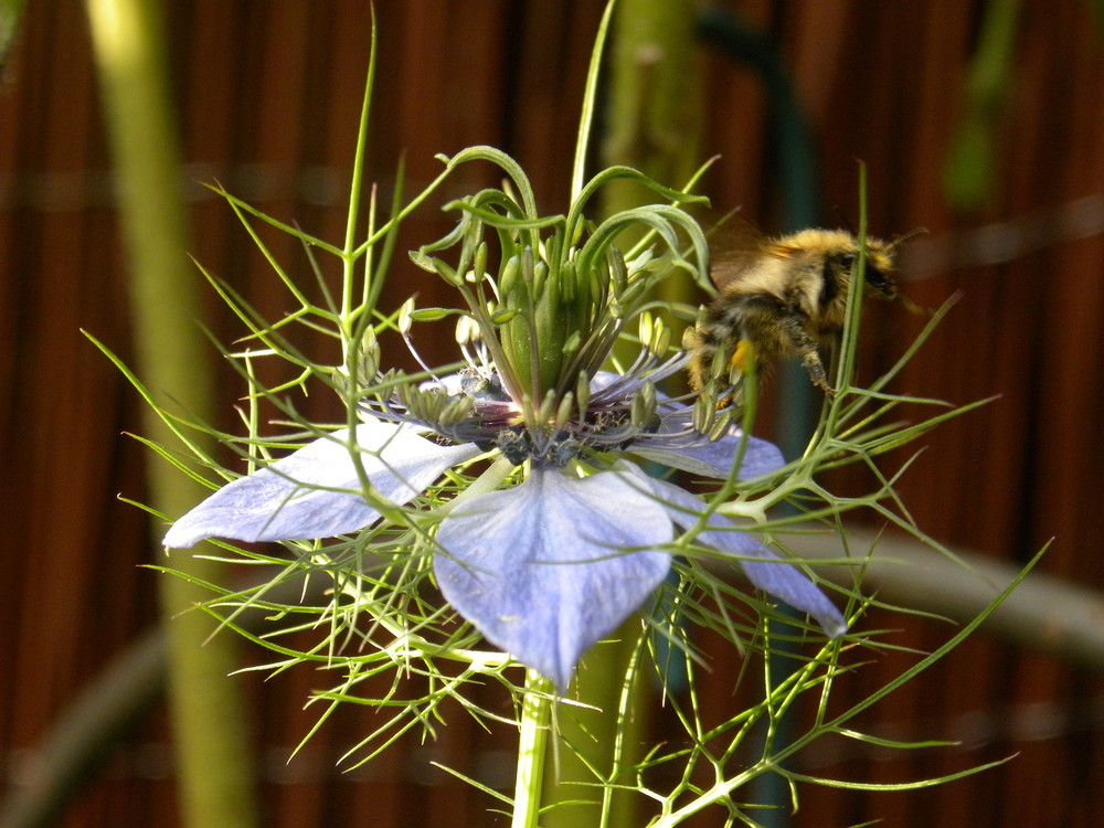 Blüte mit Hummel