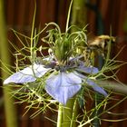 Blüte mit Hummel