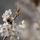 Blüte mit Hummel