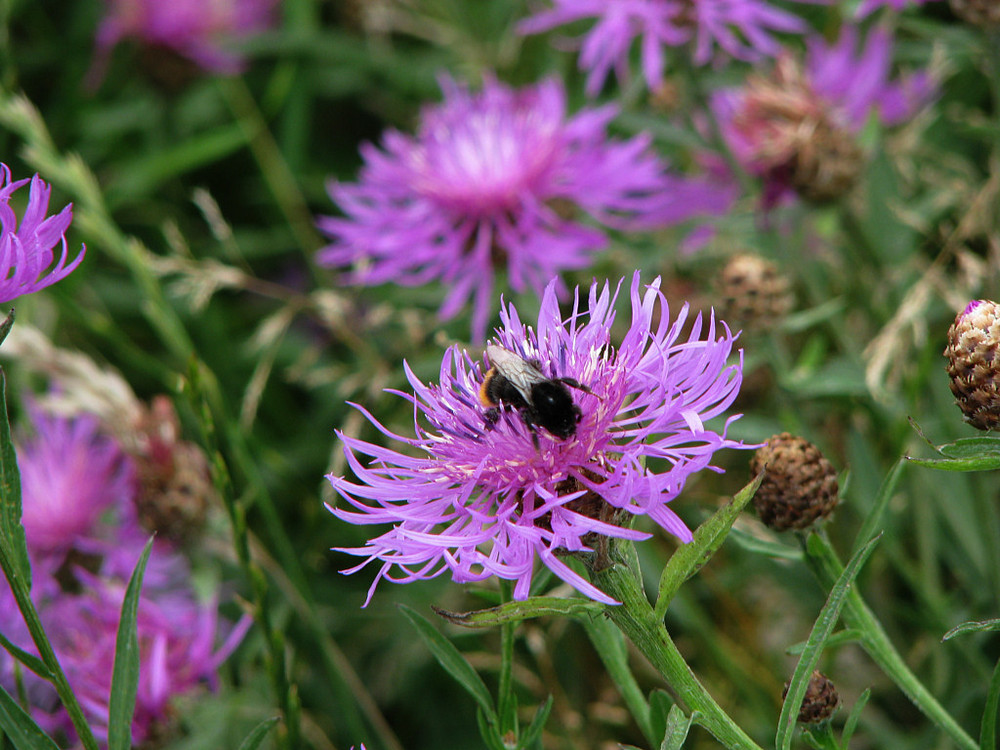 Blüte mit Hummel