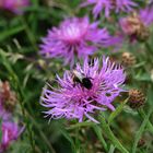 Blüte mit Hummel