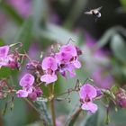 Blüte mit Hummel im Anflug