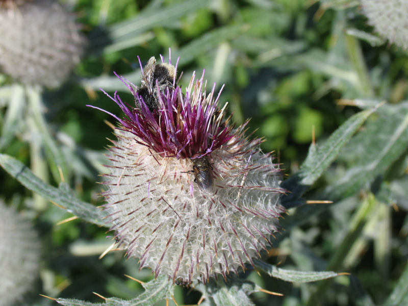 Blüte mit Hummel und Fliege