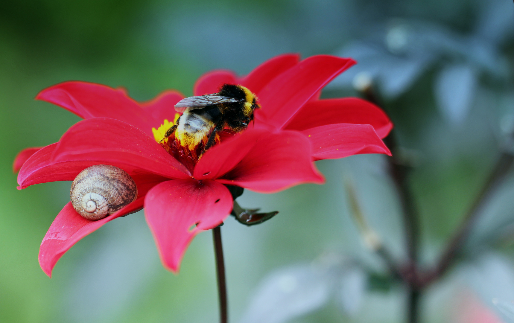 Blüte mit Hummel und Schnecke